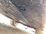 Chassis Lift with Frame Condition