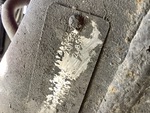 MN289860 - 2021 International LT625: v2 Chassis Details # 1