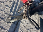 Trailer Chassis with 