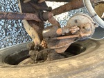Brakes with 