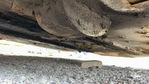 Engine with Oil Leaks