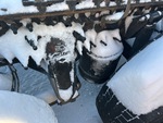 4 Underbody - Truck with 