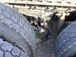 4 Underbody - Truck with 