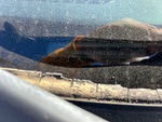 General Appearance with Second Serial Number/VIN Photo
