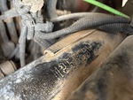 General Appearance with Second Serial Number/VIN Photo