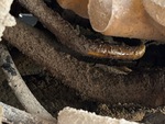 Hydraulik with Schläuche (Hydraulik)