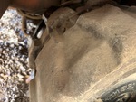 Undercarriage with Right Track Shoes