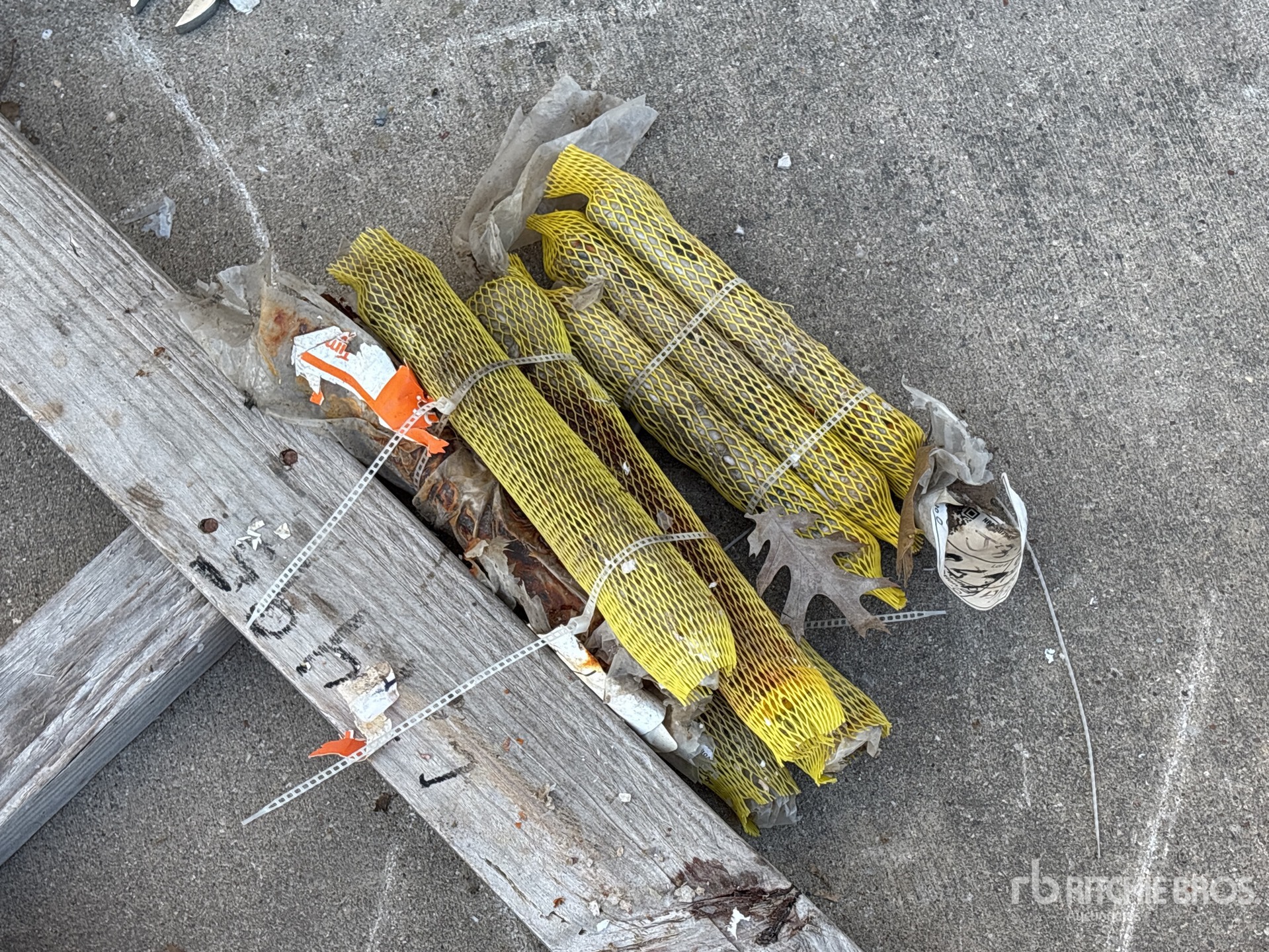 General Appearance with Zdjęcie, prawy dolny róg