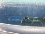 General Appearance with Frame Stamp Serial Number/VIN Photo
