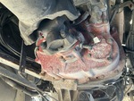 Underbody with Transmisión