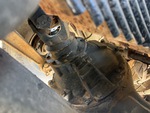Underbody with Eje trasero