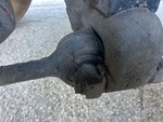 Underbody with Bujes de Suspensión