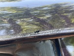 General Appearance with Paint