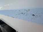 General Appearance with Paint