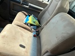 Cab with