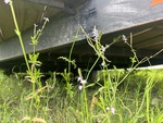 Trailer Chassis with Frame Rails/ Main Beams Condition