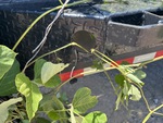 Trailer Chassis with Lights/Wiring Condition