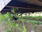 Chassis - Van Trailer with Frame Rails/ Main Beams Condition