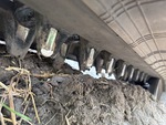 Undercarriage with Rubber Belt Drive Lugs