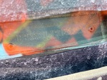 General Appearance with Frame Stamp Serial Number/VIN Photo