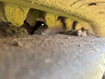 Undercarriage with Front Idler Wear