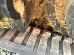 Undercarriage with Linguette della trasmissione a cinghia in gomma