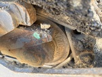 Undercarriage with Right Idler