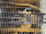 Hydraulics with Hydraulic Center Swivel