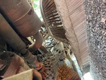 Conjunto embrague with Transmisión