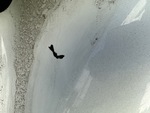 General Appearance with Paint
