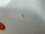 General Appearance with Paint