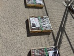 General Appearance with Bild, Ecke hinten links