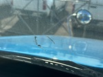 General Appearance with Glass