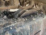 Undercarriage with Right Idler