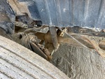 Underbody with