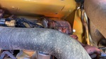 Engine with Exhaust System