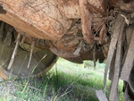 Drivetrain with Rear Drive Axle