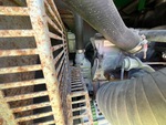 Engine with Cooling System Leaks
