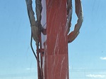 General Appearance with Glass