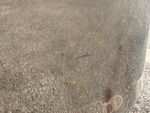 General Appearance with Paint