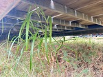 Trailer Chassis with Frame Rails/ Main Beams Condition