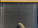 Engine with Radiator