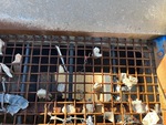 Feeder with