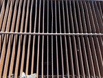 Rap Feed System with