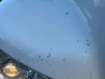 General Appearance with Paint