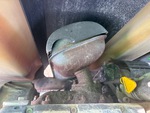 Engine with Sistema de Escape
